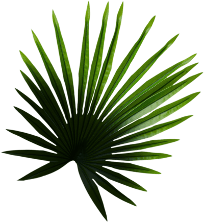 palm